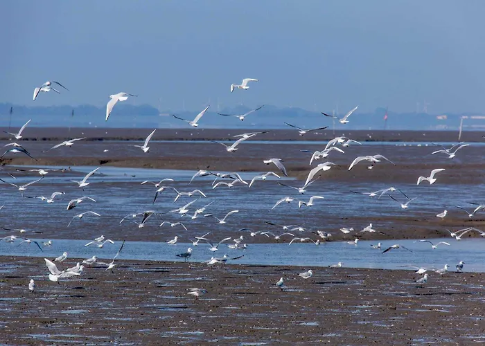 Haus Hinter Dem Deich Tossens *